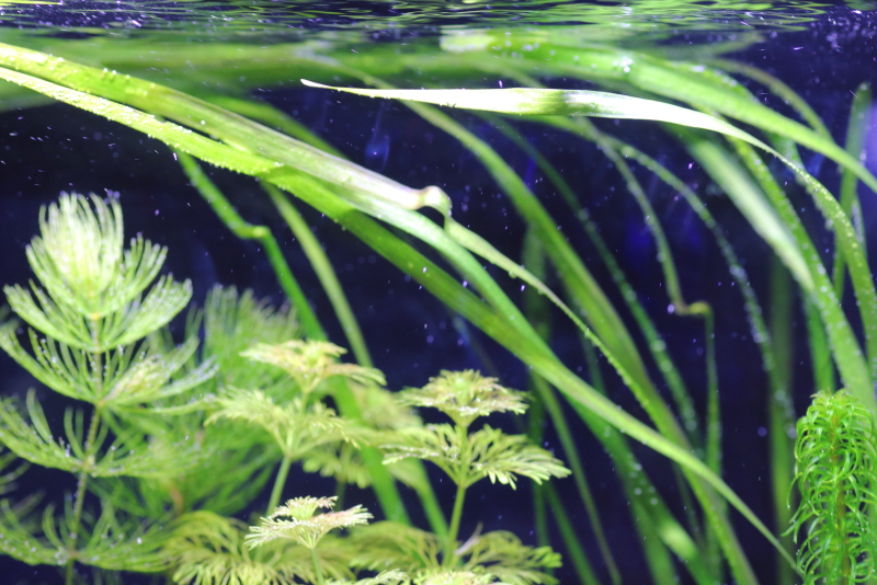 植栽から3日目　新芽が展開しだす　バリスネリア　スピラリス